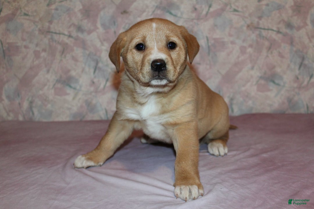 Goldador dogs for sale: Maple - Ad 2