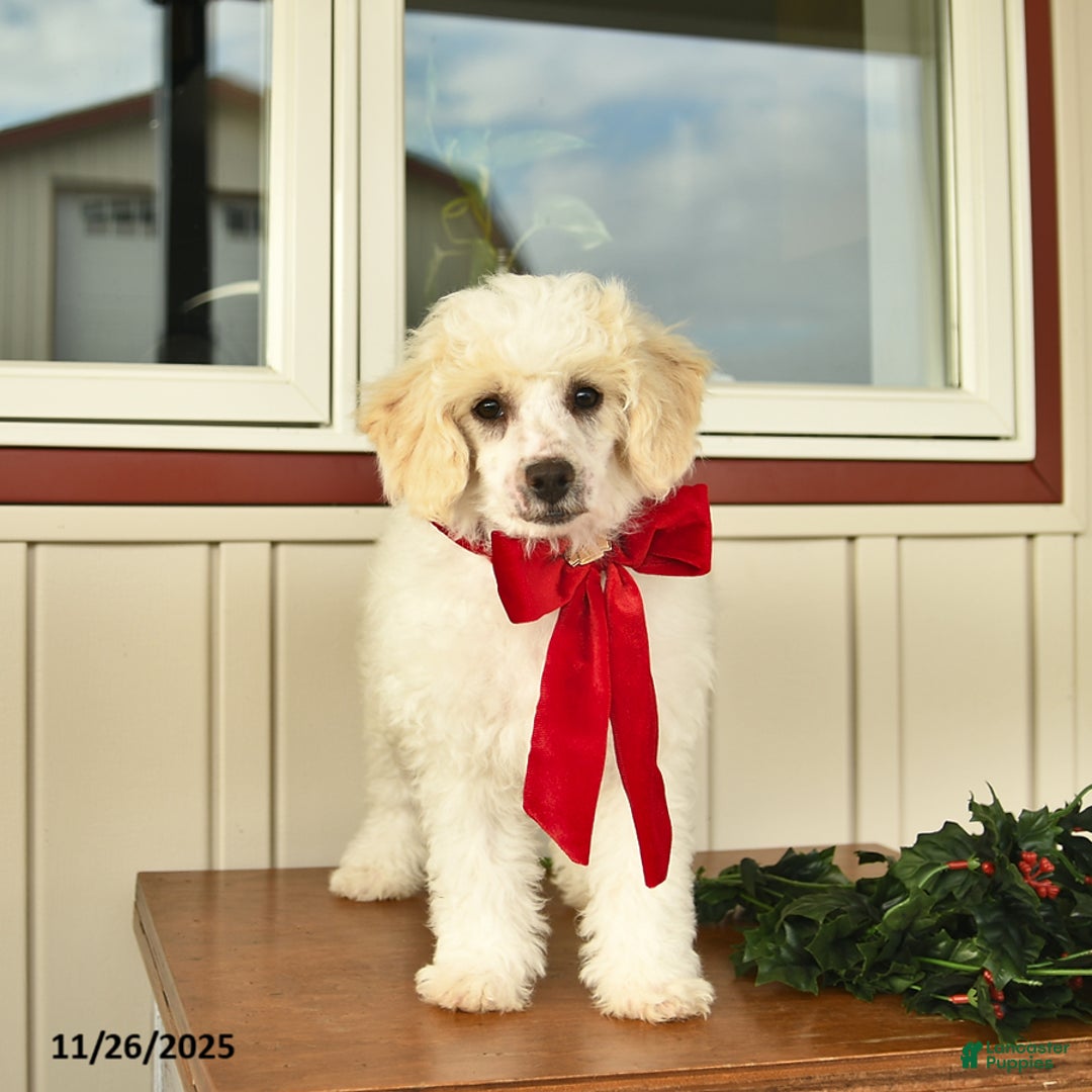 Bichpoo dogs for sale: Bravo - Ad 1