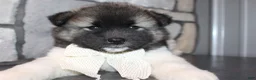 Akita dogs for sale: AKC Riley - Ad 4