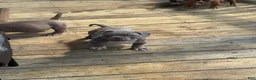 American Bully dogs for sale: American Bully 2 - Ad 7