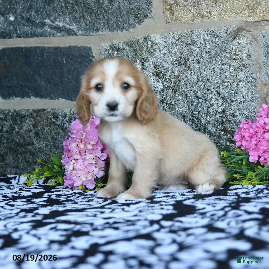English Cocker Spaniel dogs for sale: Tina - Ad 1