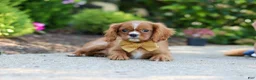 Cavalier King Charles Spaniel dogs for sale: Mr. Bentley - Ad 8