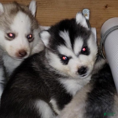 Siberian Husky dogs Frodo (Bi-eyed) - Ad 1