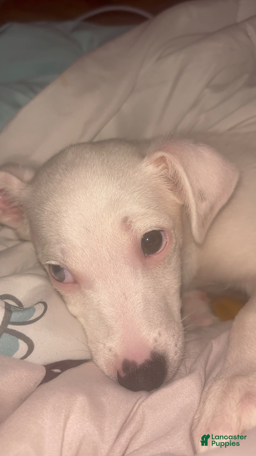 Mixed Breed dogs for sale: Mixed Breed 1 - Ad 14