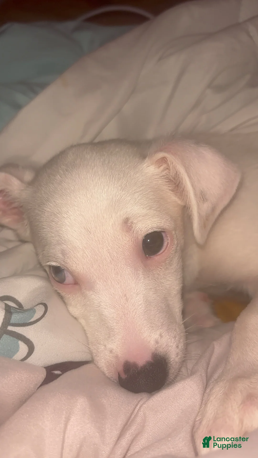 Mixed Breed dogs for sale: Mixed Breed 1 - Ad 1