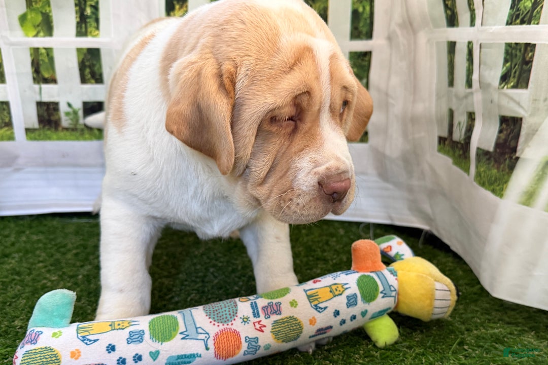 Mixed Breed dogs for sale: Mixed Breed Puppy 1 - Ad 4