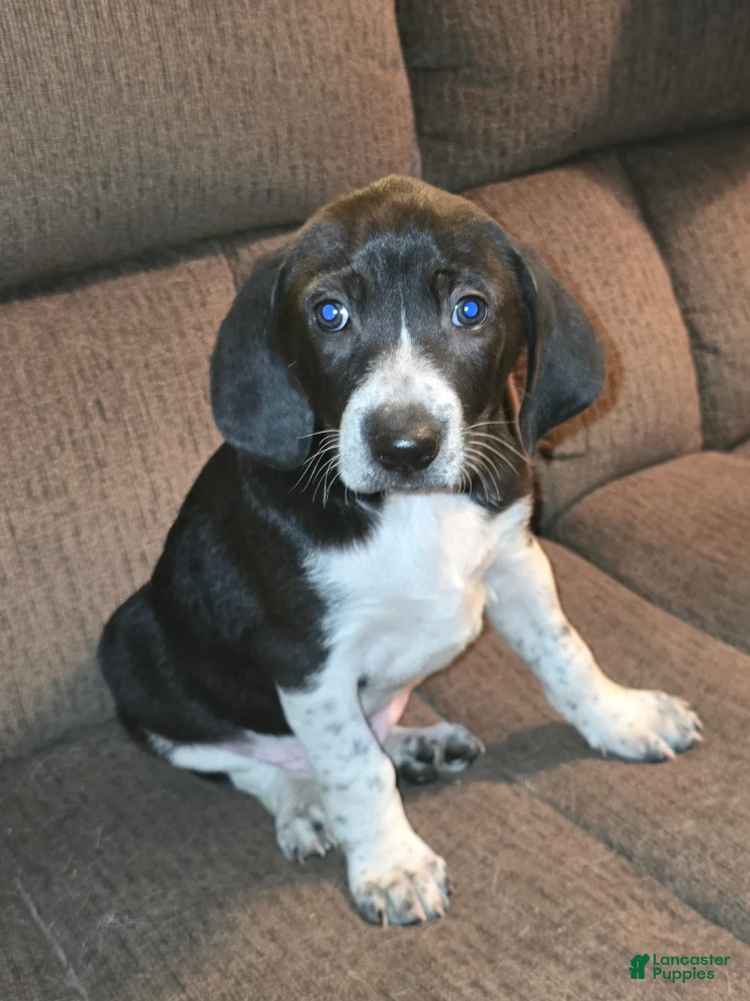 Other breed dogs for sale: Levi - Ad 5