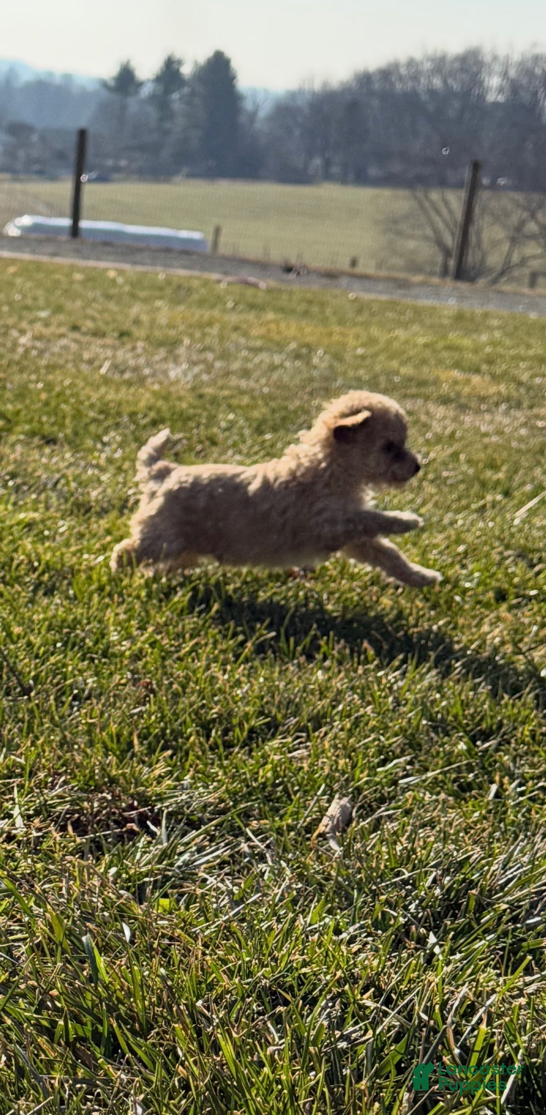 Toy Poodle dogs for sale: Tyke - Ad 2