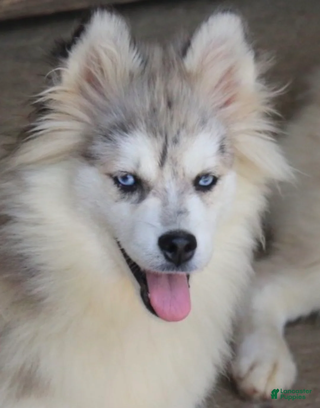 Pomsky dogs for sale: Merle female  - Ad 5