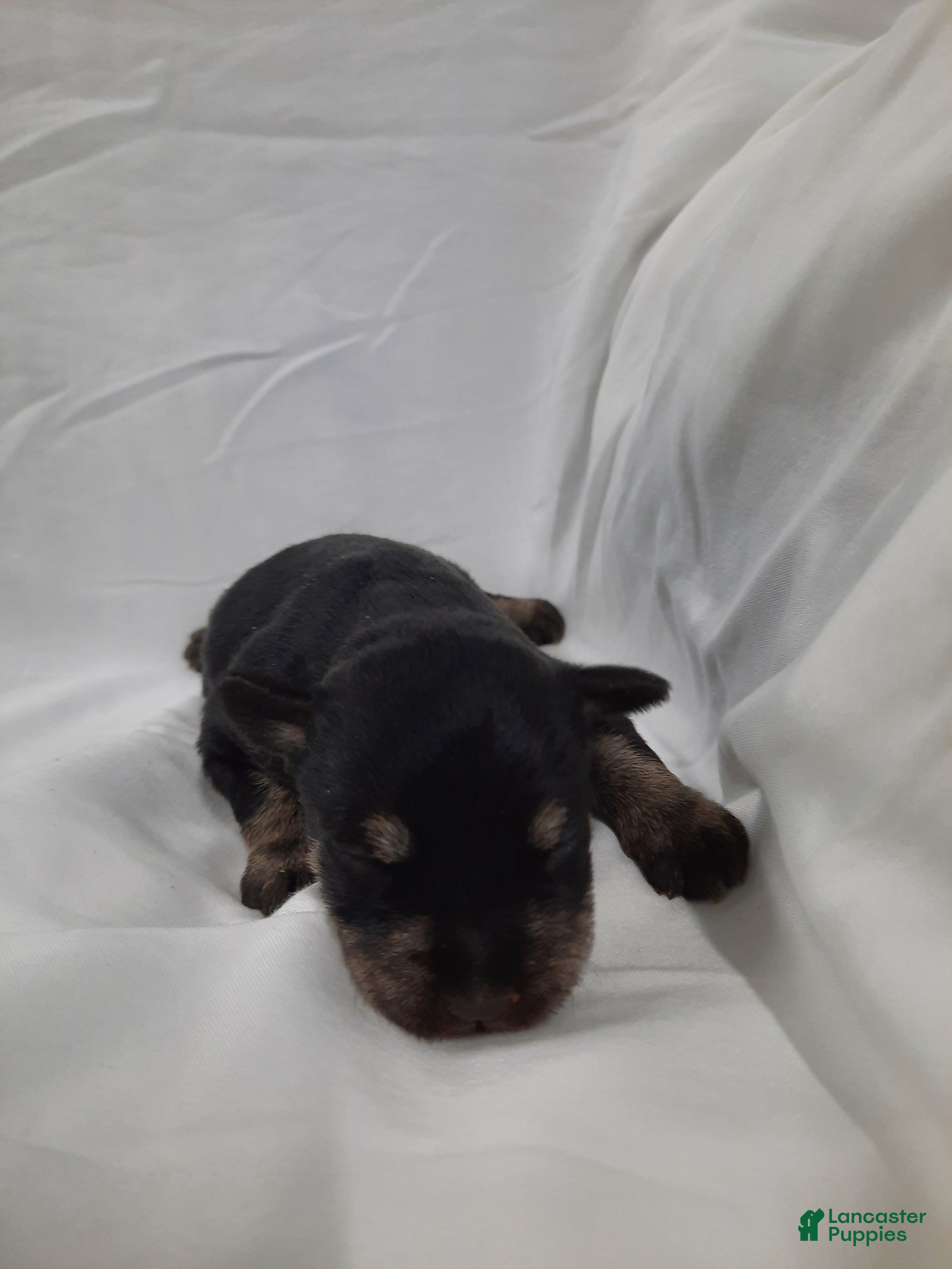 Miniature Schnauzer dogs AKC Sweet Pea - Ad 1