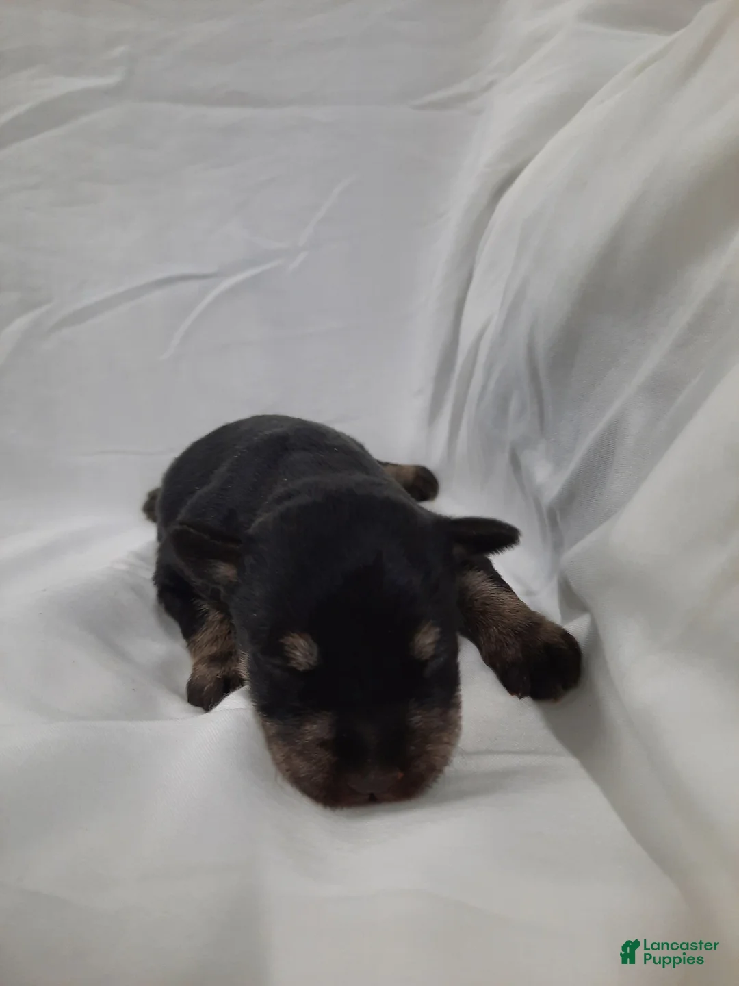 Miniature Schnauzer dogs for sale: AKC Sweet Pea - Ad 1