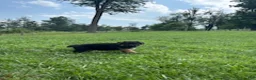 German Shepherd dogs for sale: Cordell - Ad 5