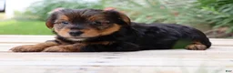 Yorkshire Terrier dogs for sale: Coffee  - Ad 4
