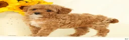 Cavapoo dogs for sale: Molly - Ad 5