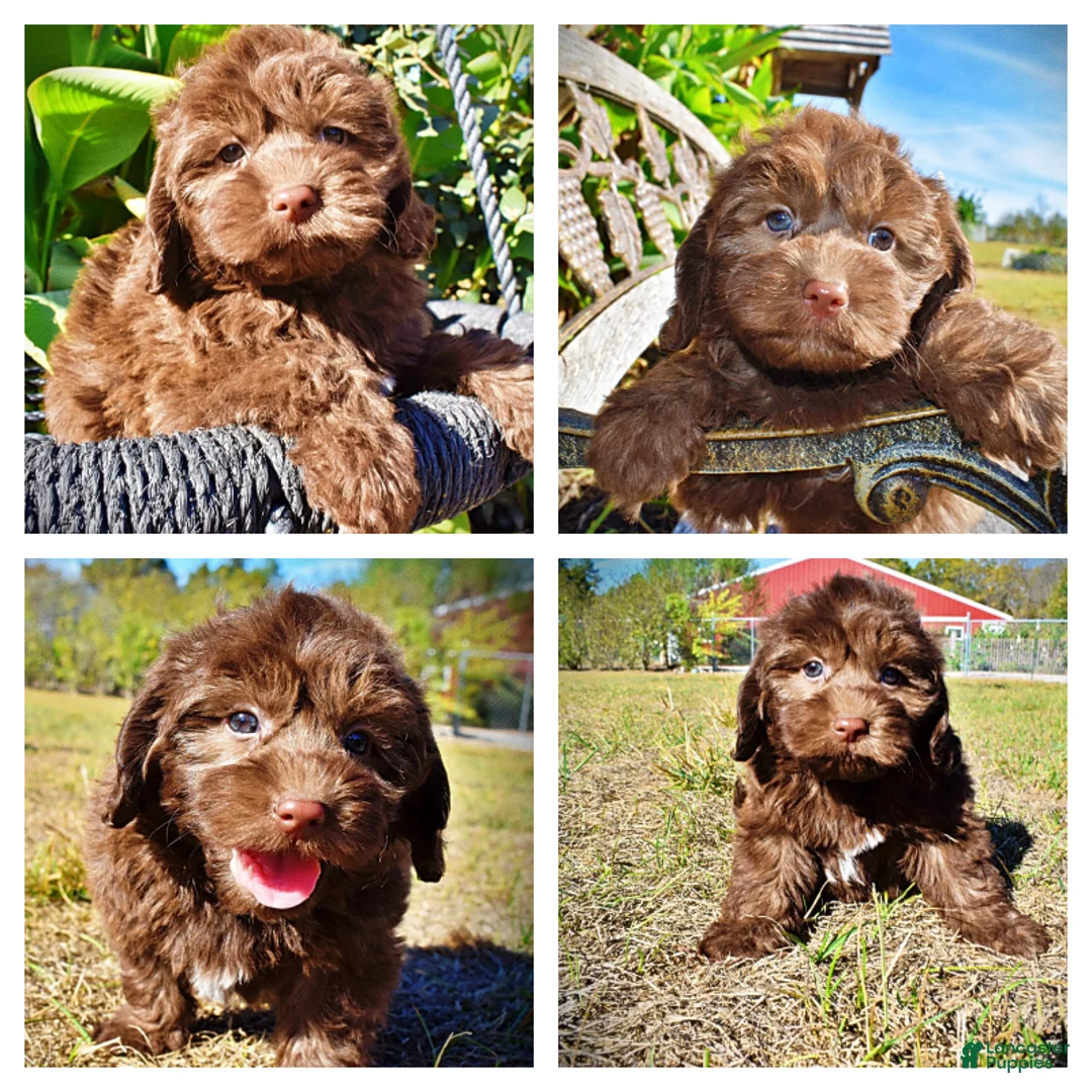Havapoo dogs for sale: Pringles - Ad 1