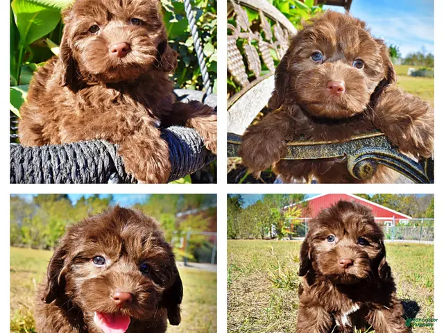 Havapoo dogs for sale: Pringles - Ad 1
