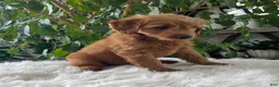 Mini Goldendoodle dogs for sale: Carly - Ad 3