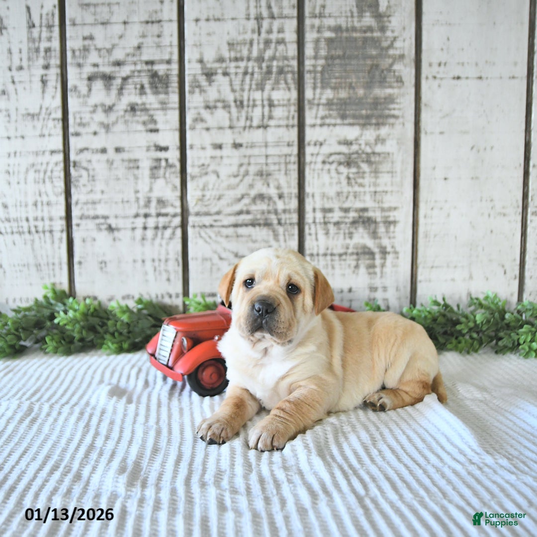 Mini Hippo dogs for sale: Deja  - Ad 2