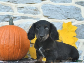 Dachshund dogs - Ad 22