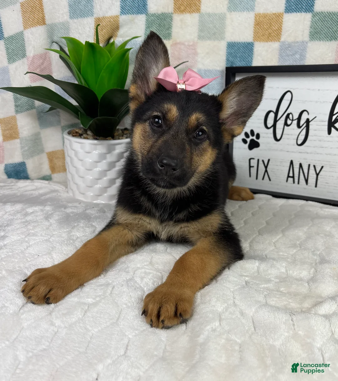 German Shepherd dogs for sale: Gigi - Ad 5
