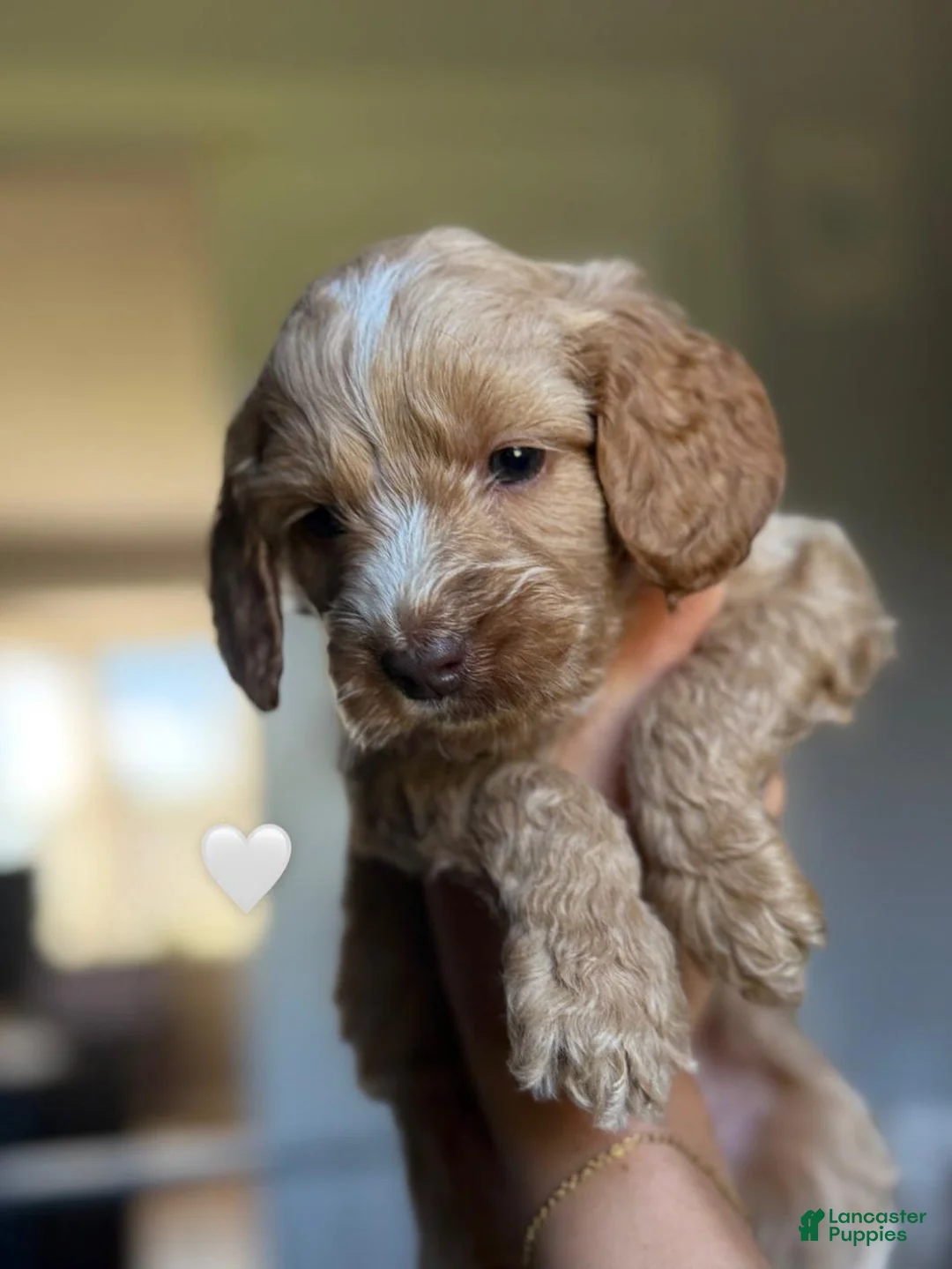 Cavapoo dogs for sale: Reena - Ad 1