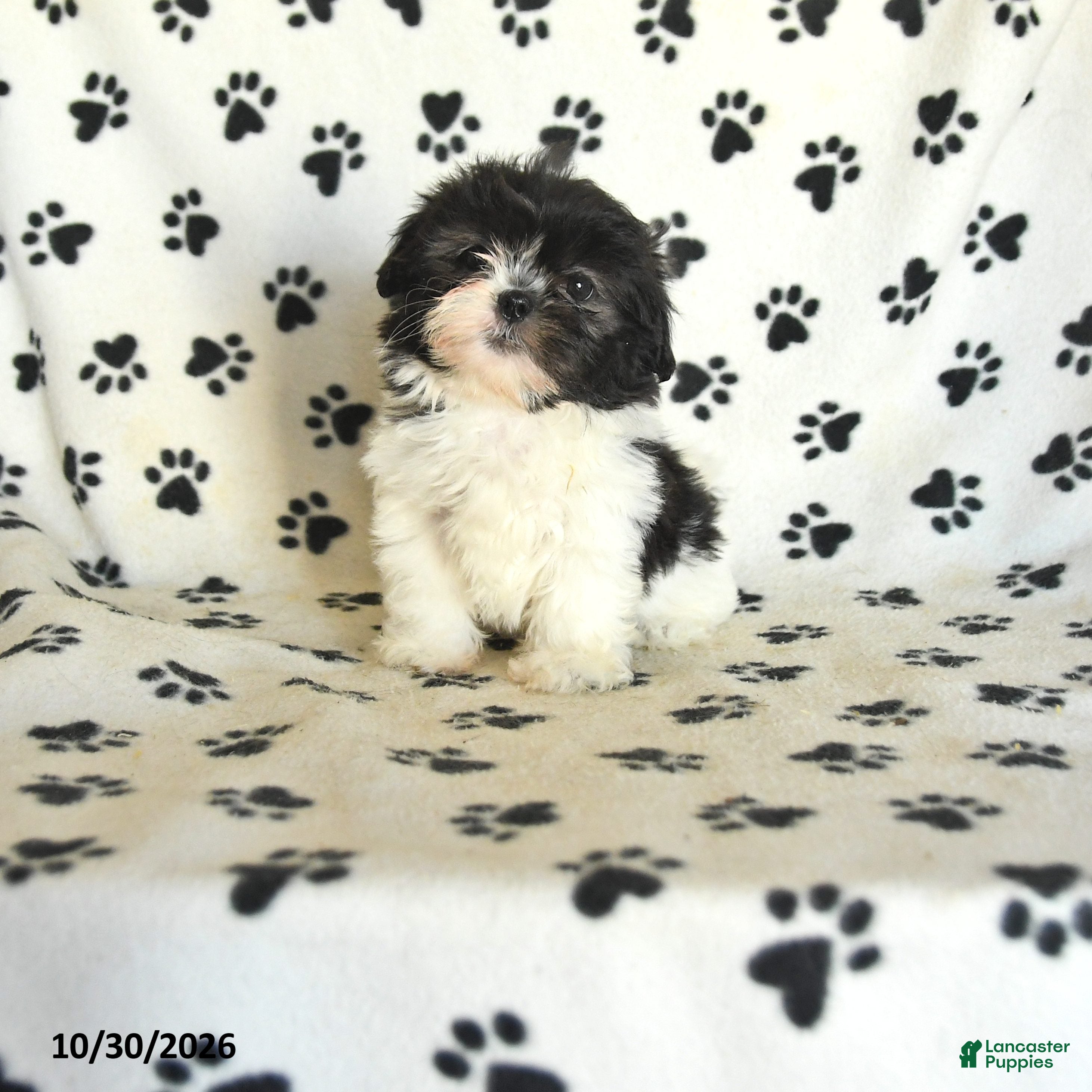 Shih Tzu dogs for sale: Odette - Ad 1