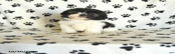 Shih Tzu dogs for sale: Odette - Ad 1