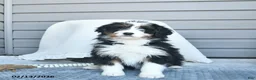 Bernedoodle dogs for sale: Melissa - Ad 2