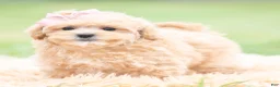 Maltipoo dogs for sale: Cookie - Ad 6