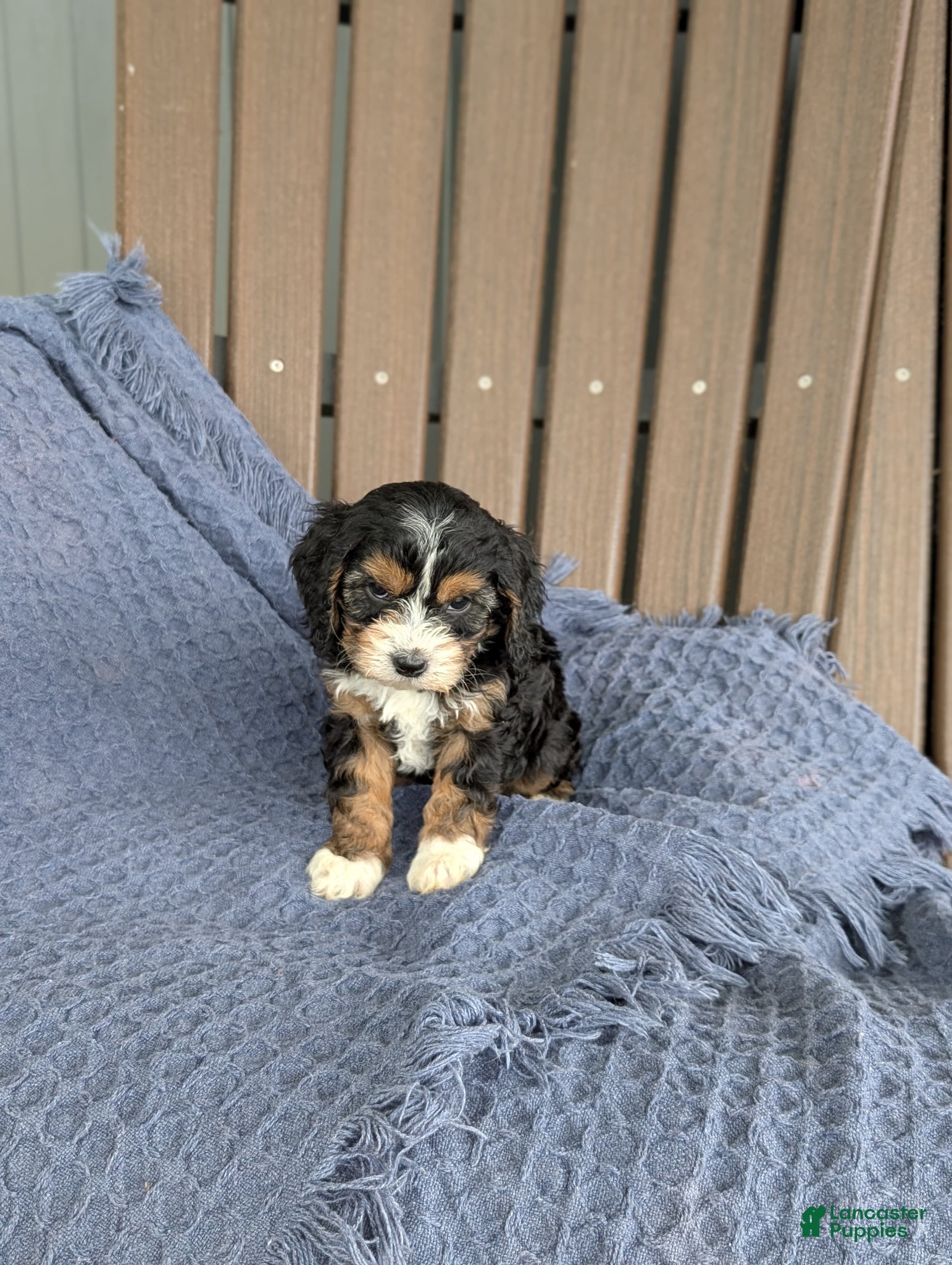 Cavapoo dogs Francesca  - Ad 1