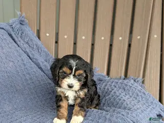 Cavapoo dogs for sale: Francesca - Ad 1
