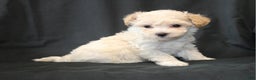 Bichpoo dogs for sale: Butch - Ad 4