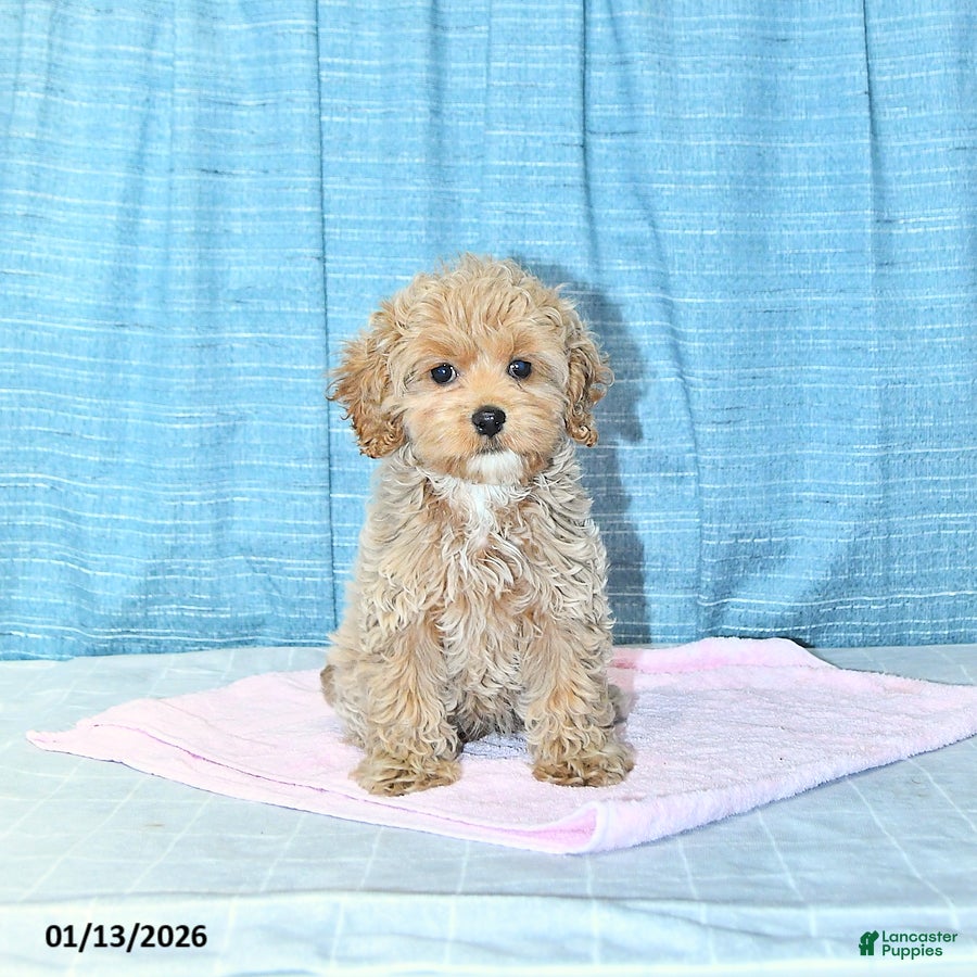 Cockapoo dogs Bitzy - Ad 1