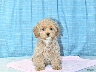 Cockapoo dogs Bitzy - Ad 1