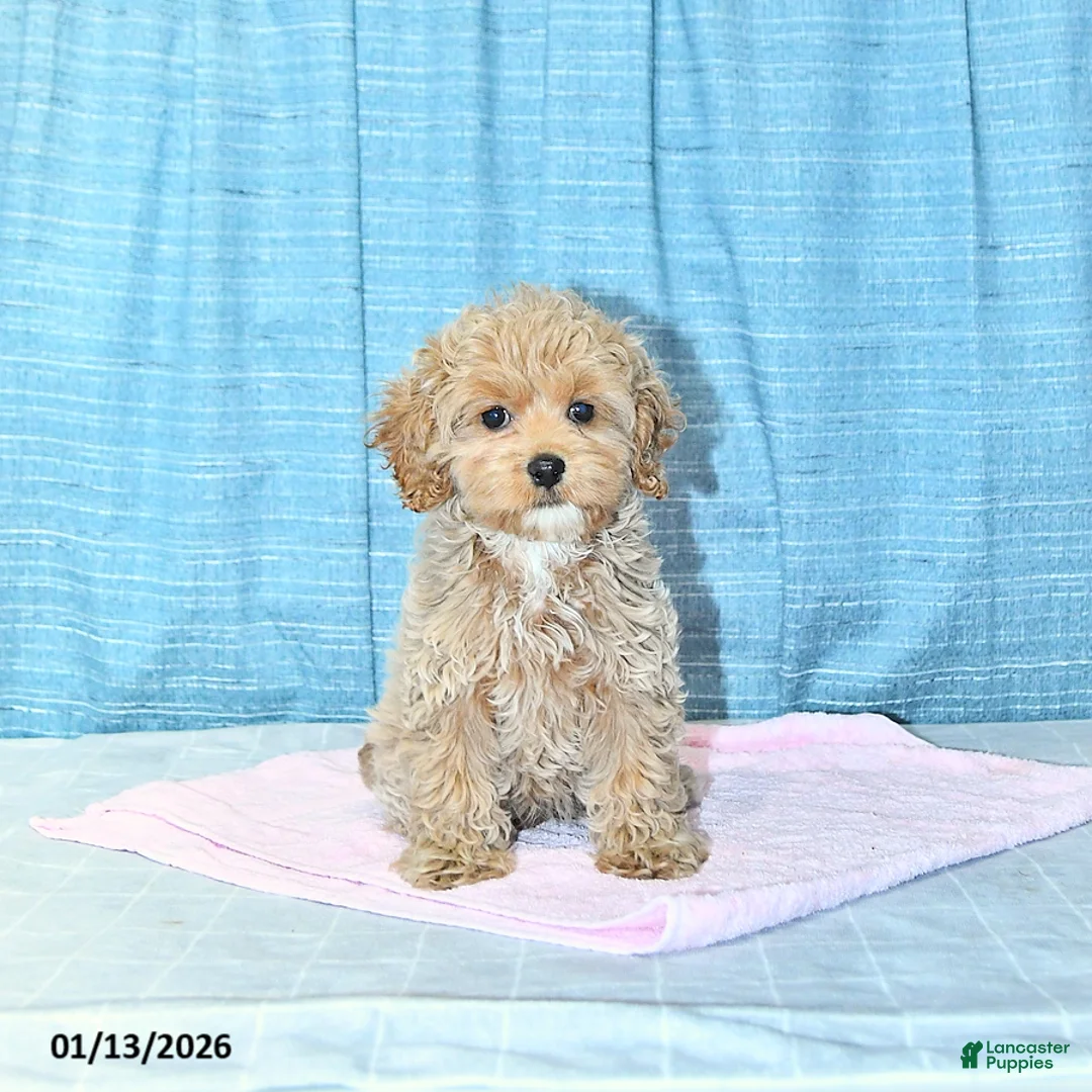 Cockapoo dogs for sale: Bitzy - Ad 1