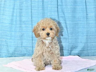 Cockapoo dogs Bitzy - Ad 7