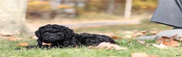 Miniature Poodle dogs for sale: Jared (AKC) - Ad 5