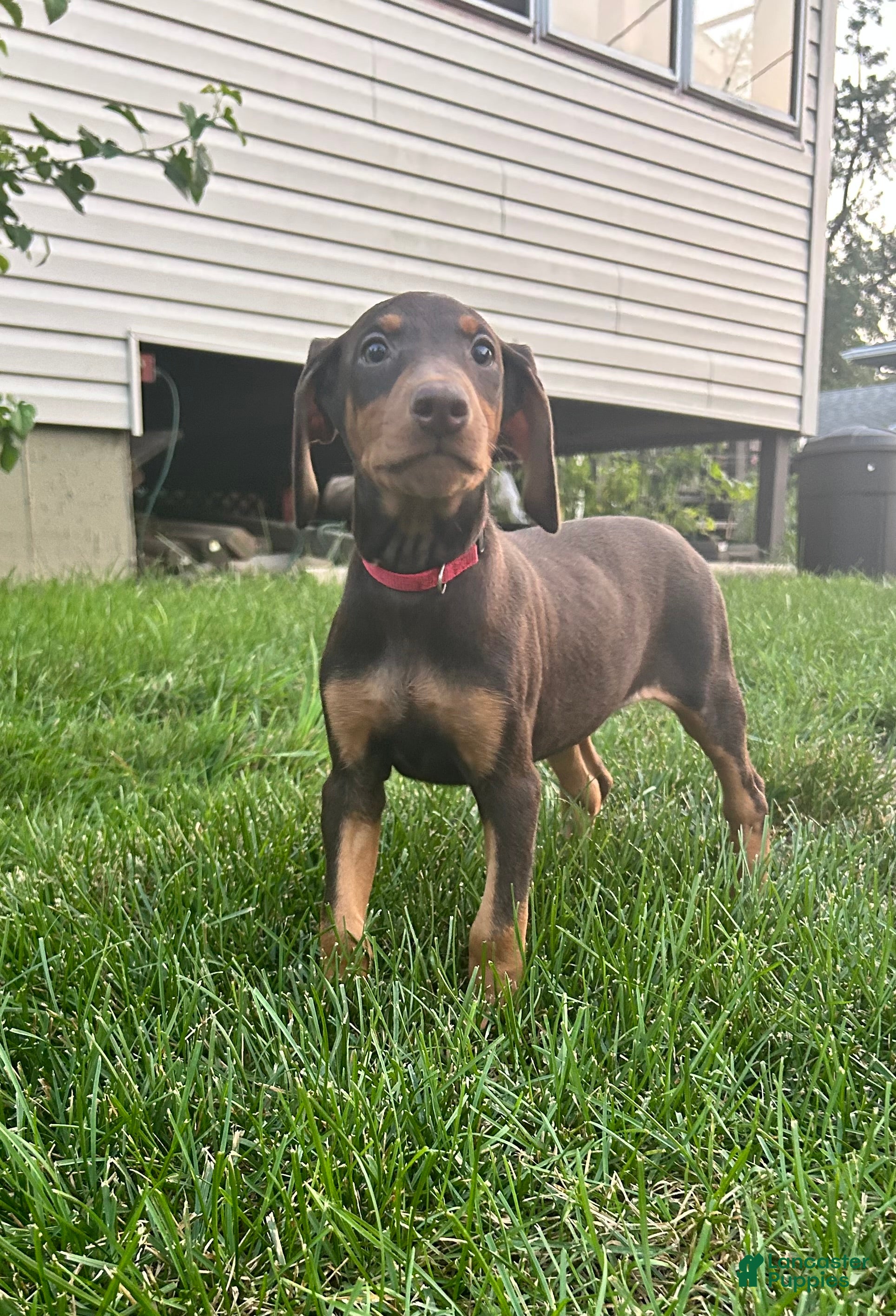 Doberman Pinscher dogs Red Collar  - Ad 2