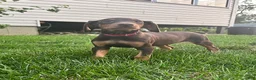 Doberman Pinscher dogs for sale: Red Collar  - Ad 2