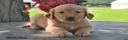 Golden Retriever dogs for sale: Tootsie - Ad 3