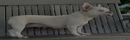 French Bulldog dogs for sale: Izzy - Ad 4