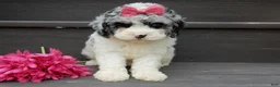 Cockapoo dogs for sale: Hailey - Ad 8
