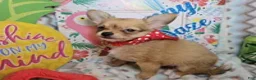Chihuahua dogs for sale: Express Yourself (LH) male - Ad 2