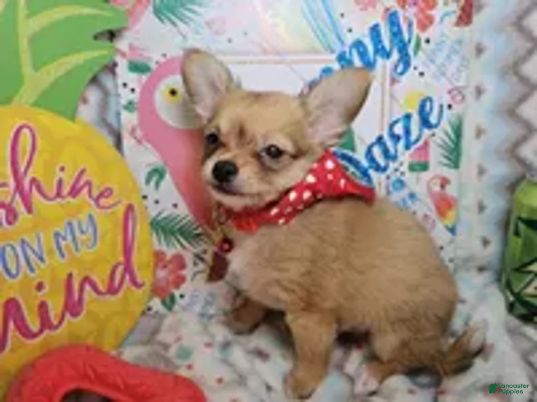 Chihuahua dogs for sale: Express Yourself (LH) male - Ad 2