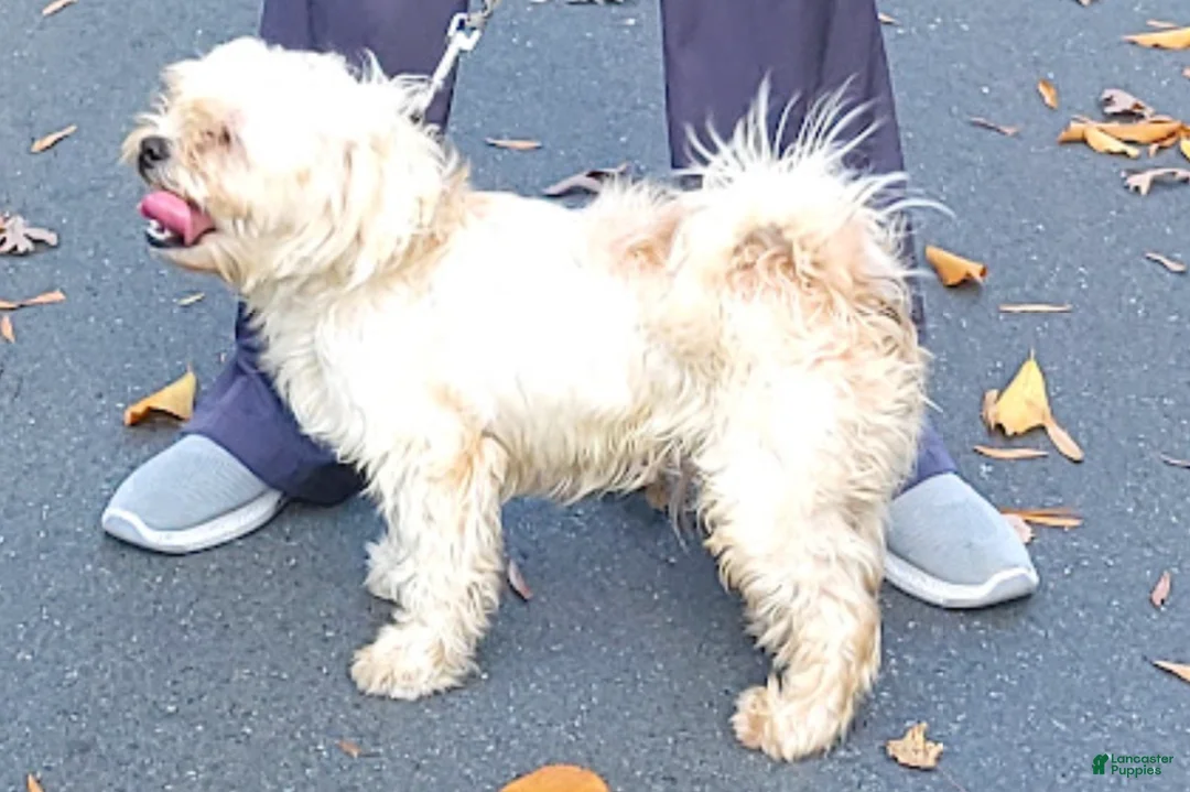 Shih Tzu dogs for sale: Shih Tzu Puppy 2 - Ad 10