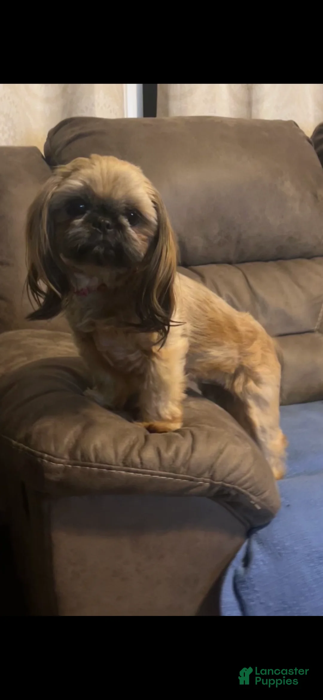 Shih Tzu dogs for sale: Scuttle - Ad 5