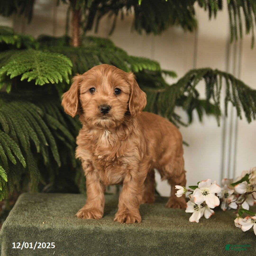 Cockapoo dogs for sale: Crista - Ad 2