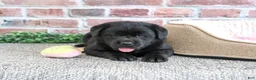 Labrador Retriever dogs for sale: Brooke - Ad 5