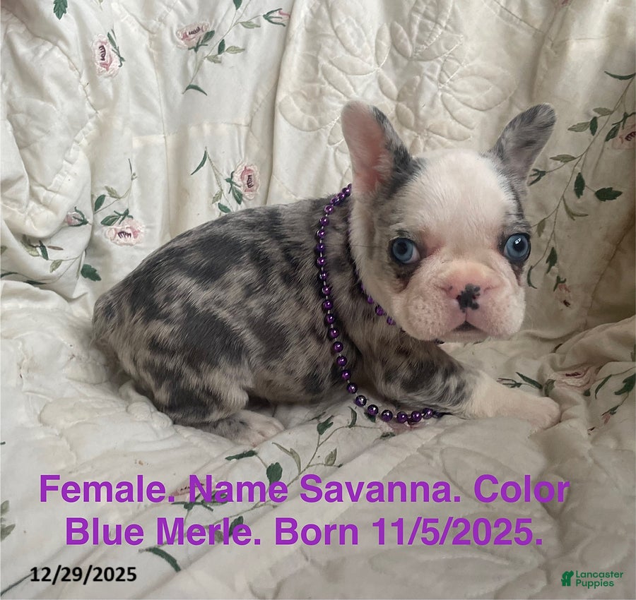 French Bulldog dogs Savanna - Ad 25