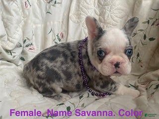 French Bulldog dogs Savanna - Ad 25